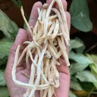 Safed Musli (Chlorophytum Borivilianum) – 75 mg